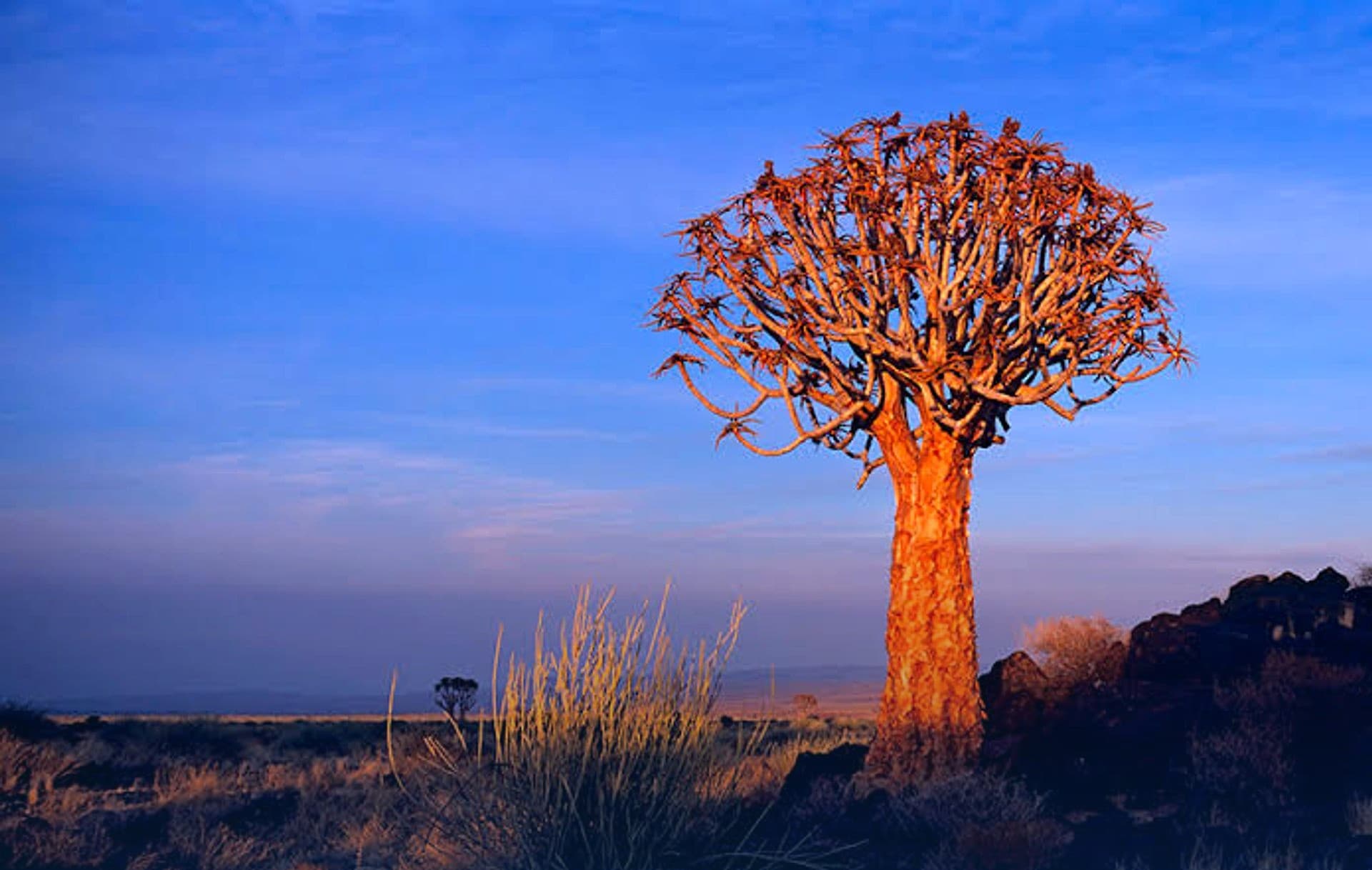 Quiver tree at dusk in Namibia, its trunk lit gold against the evening sky